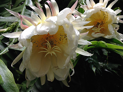 크리소카디움 사진 - Selenicereus chrysocardium Photos