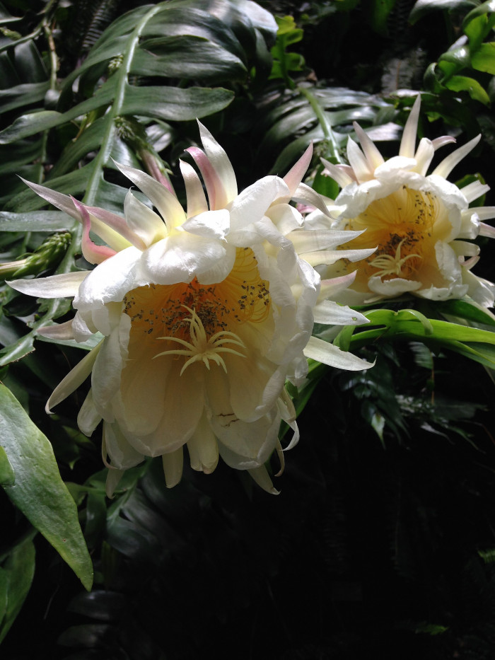 크리소카디움 - Fernleaf Cactus, Fern Leaf Orchid Cactus, Golden Heart Epiphyllum, Selenicereus chrysocardium