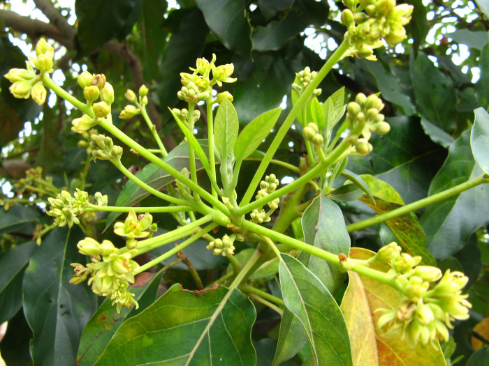아보카도 - Avocado, Alligator pear, Butter fruit, Persea americana Mill.