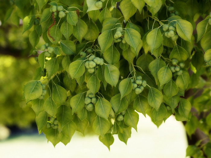오구나무 - Chinese tallow tree, Triadica sebifera (L.) Small
