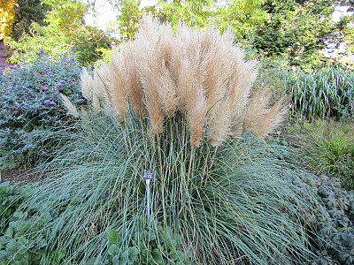 대형갈대 사진 - Cortaderia Selloana Photos