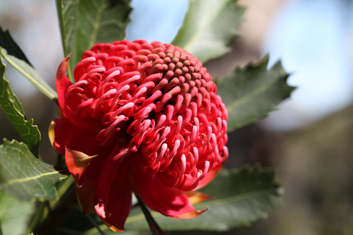 텔로피아 - Waratah, Telopea speciosissima
