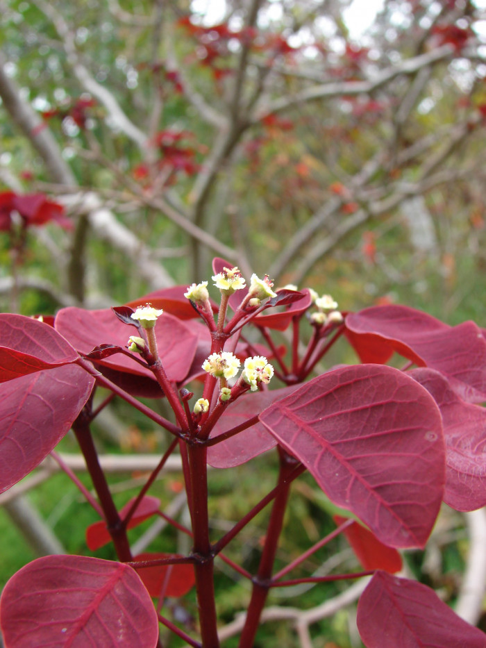 초코리프 - smoketree spurge, tropical smoke bush, Caribbean copper plant, Euphorbia cotinifolia