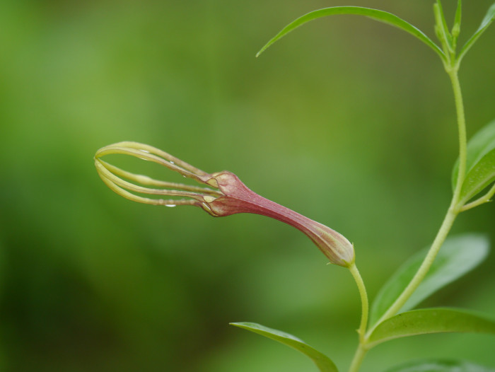 세로페지아 - dimorpha, Ceropegia