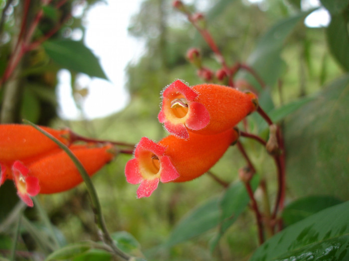 코레리아 - Manchu, Kohleria spp.