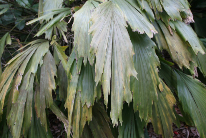 아렌가 코데이터 - Miniature Sugar Palm, Arenga caudata