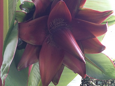 나무바나나 사진 - Ensete ventricosum Photos
