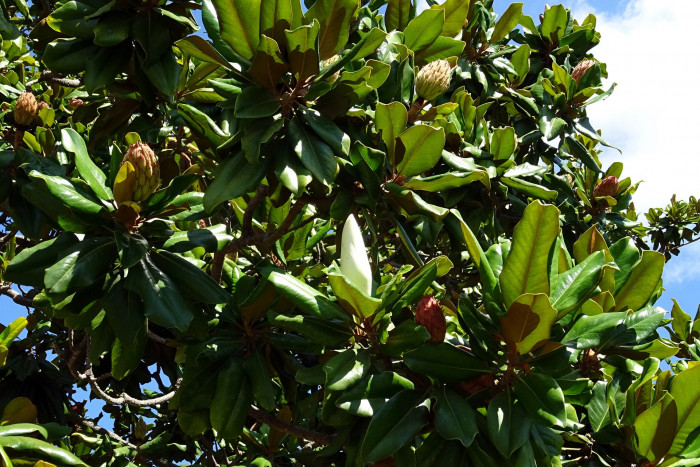 태산목 - Magnolia grandiflora L.
