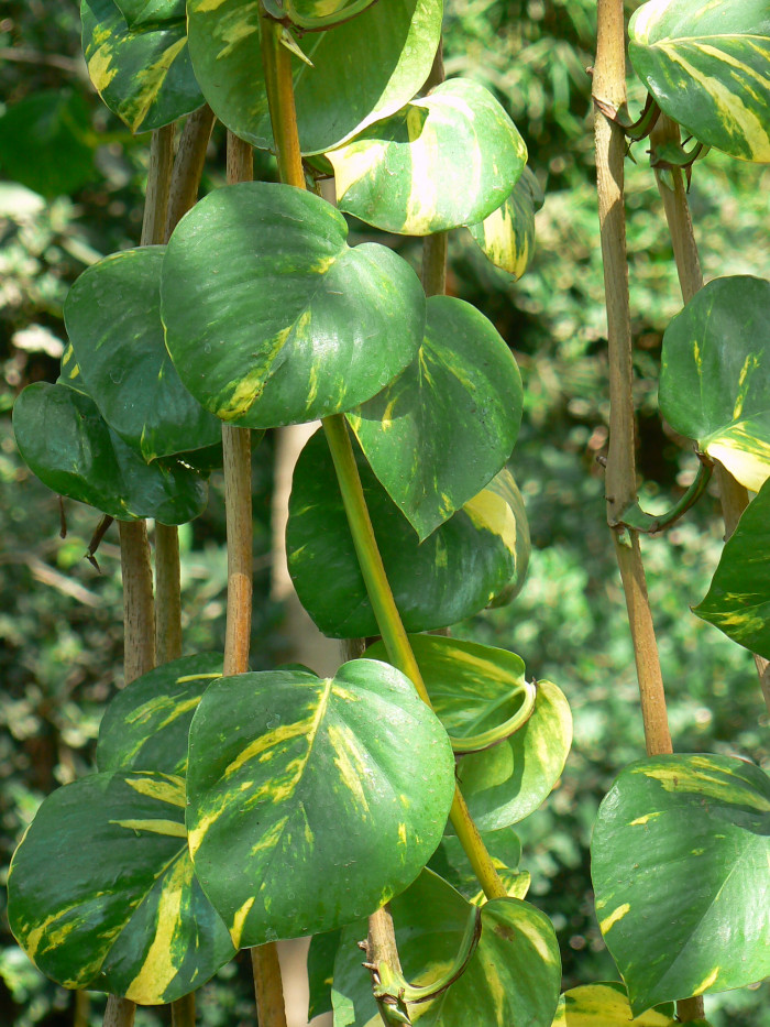 골든포토스 - Pothos, Golden pothos, Epipremnum Scott