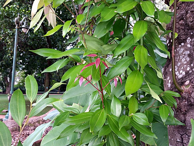 실론 계피 사진 - Cinnamomum verum J. Presl Photos