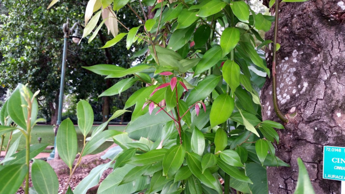 실론 계피 - Cinnamon, Ceylon cinnamon, Cinnamomum verum J. Presl