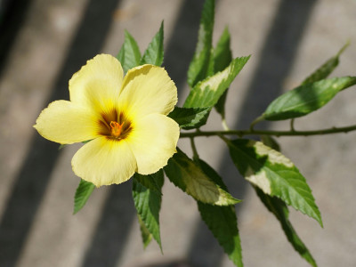 월광화 사진 - Calonyction aculeatum (L.) House Photos