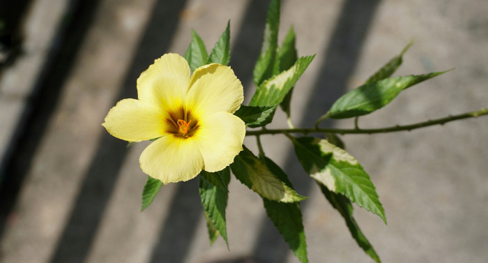 월광화 - Yellow flax, Reinwardtia indica, Calonyction aculeatum (L.) House