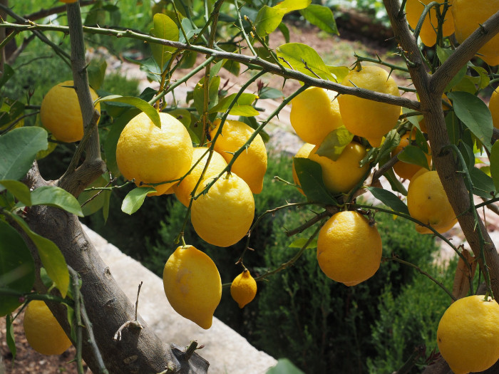 레몬 - lemon, Citrus limon