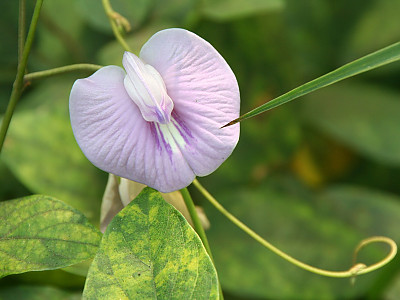 나비완두 사진 - Clitoria tematea Photos