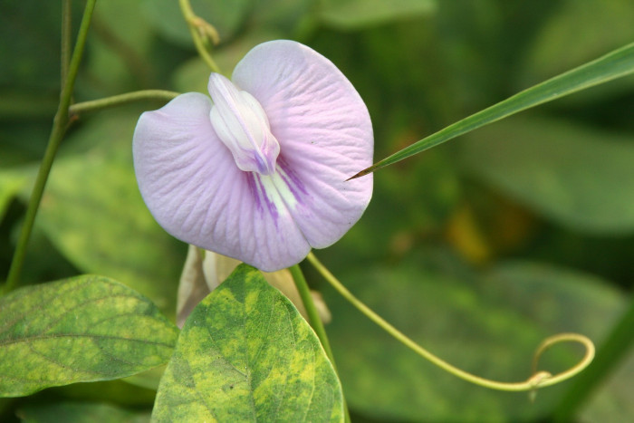 나비완두 - Butterfly pea, Clitoria tematea