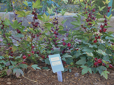 로젤 사진 - Hibiscus sabdariffa L. Photos