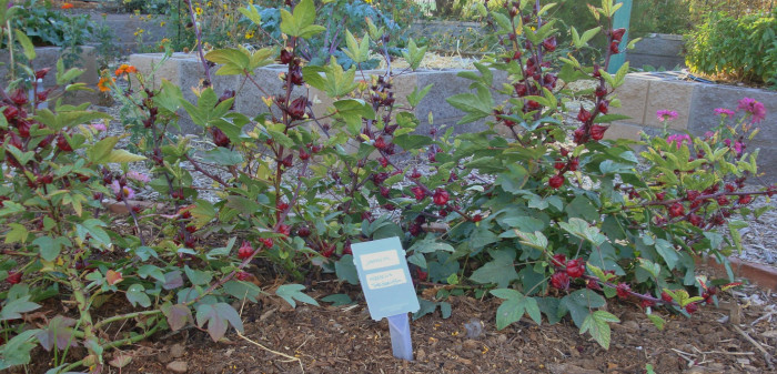 로젤 - Rozelle, Red Thai Roselle, Yellow bloom Roselle Hibiscus, Hibiscus sabdariffa L.