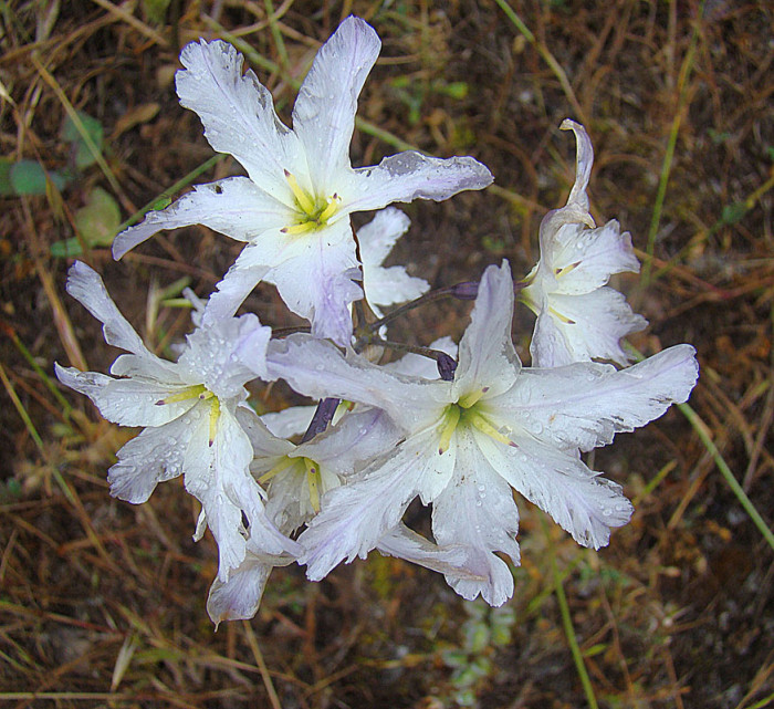 레우코리네 - Leucocoryne sp.