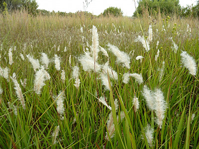 띠 사진 - Imperata cylindrica var. koenigii (Retz.) Pilg. Photos