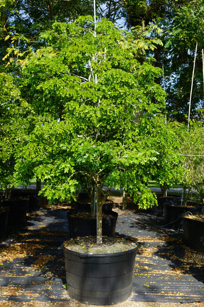 유창목 - lignum vitae, Guaiacum officinale