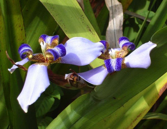 워킹아이리스 - Walking Iris, Neomarica gracilis