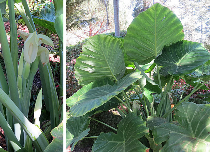 클로카시아 기간테아 - Elephant Ear Thailand Giant, Colocasia gigantea