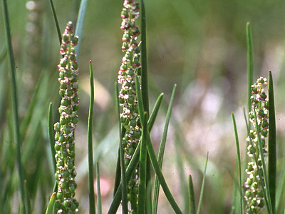 지채 사진 - Triglochin maritimum L. Photos