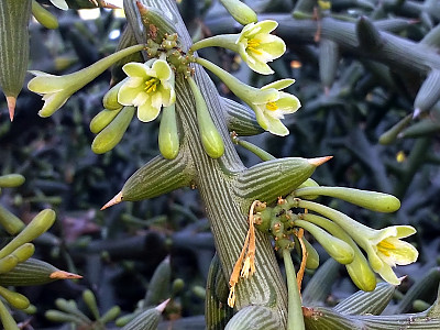 아데니아 글로보사 사진 - Adenia globosa Photos