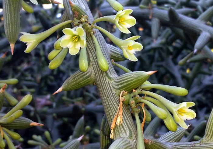 아데니아 글로보사 - Adenia globosa