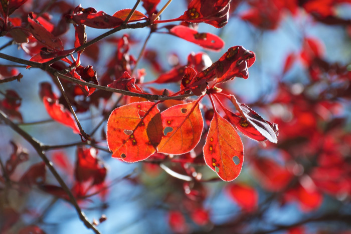 등대꽃 - Enkianthus campanulatus 