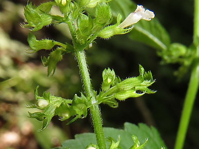 두메층층이 사진 - Clinopodium micranthum (Regel) Hara Photos