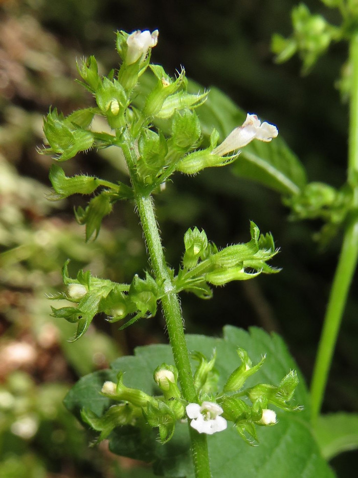 두메층층이 - Clinopodium micranthum (Regel) Hara