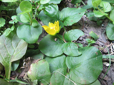 옐로우체인 사진 - Lysimachia nummularia L. Photos