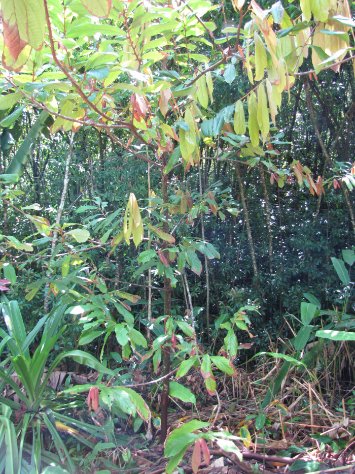 쿠푸아수 - Cupuacu, Theobroma grandiflorum