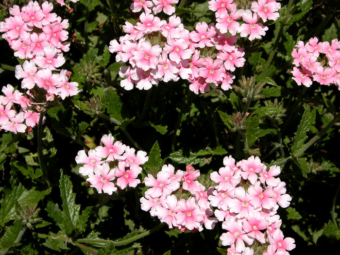 버베나 - Verbena, Garden verbena, Verbena hybrida