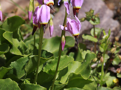 인디언앵초 사진 - Dodecatheon Photos