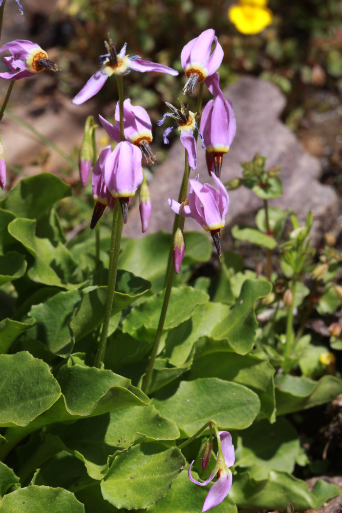 인디언앵초 - shooting star, American cowslip, mosquito bills, mad violets, sailor caps, Dodecatheon