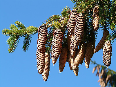 독일가문비 사진 - Picea abies (L.) H.Karst. Photos