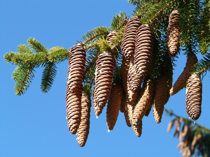 독일가문비 - Picea abies (L.) H.Karst.