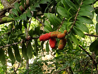 프레이키네티아 사진 - Freycinetia arborea Photos