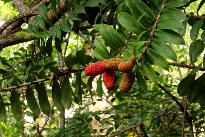프레이키네티아 - Freycinetia arborea
