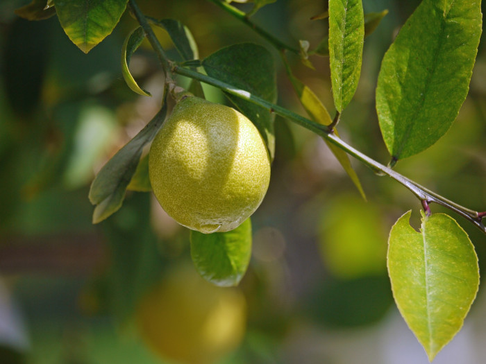 레몬 - lemon, Citrus limon