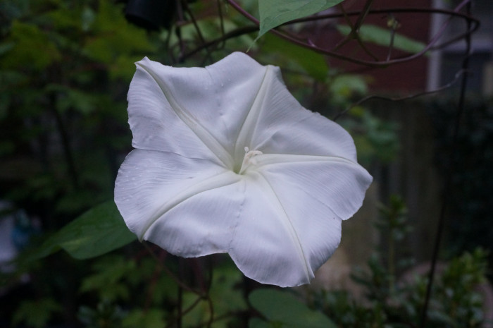 밤나팔꽃 - Moonflower, Ipomoea alba L.