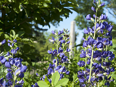 밥티시아 사진 - Baptisia australis Photos