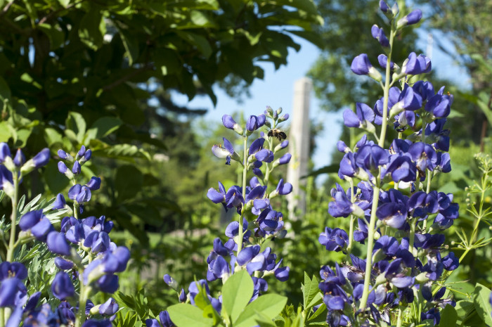 밥티시아 - False indico, Baptisia australis