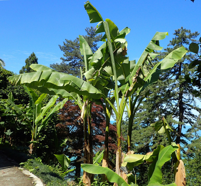 파초 - Japanese banana, Japanese fibre banana, hardy banana, Musa basjoo Siebold & Zucc.