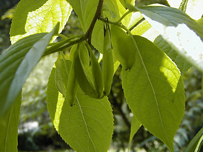 두충 사진 - Eucommia ulmoides Oliv. Photos