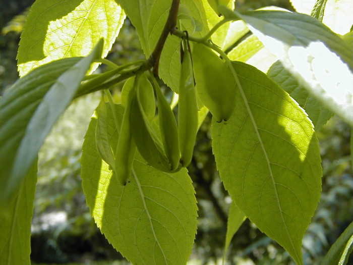 두충 - Eucommia ulmoides Oliv.