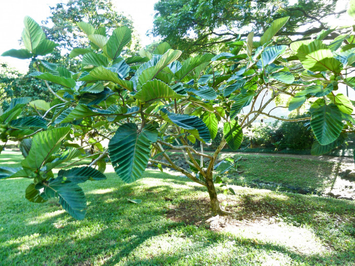집시무화과 - Highland breadfruit, dinner plate fig, Ficus dammaropsis